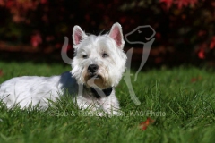 Terrier - West Highland White