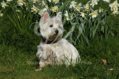 Terrier - West Highland White
