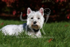 Terrier - West Highland White