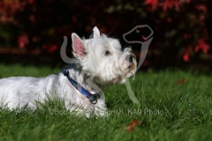 Terrier - West Highland White