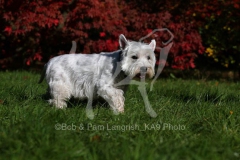 Terrier - West Highland White