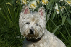 Terrier - West Highland White