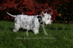 Terrier - West Highland White