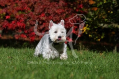 Terrier - West Highland White