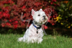Terrier - West Highland White