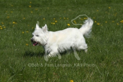 Terrier - West Highland White