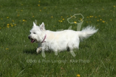 Terrier - West Highland White
