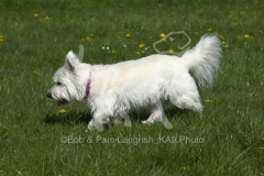 Terrier - West Highland White