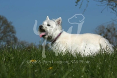Terrier - West Highland White
