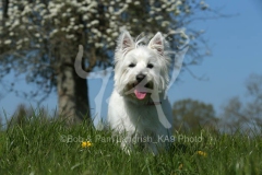 Terrier - West Highland White