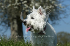 Terrier - West Highland White
