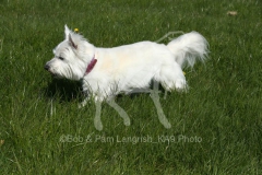 Terrier - West Highland White