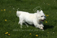 Terrier - West Highland White