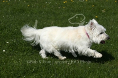Terrier - West Highland White