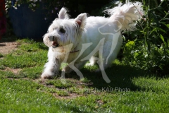 Terrier - West Highland White