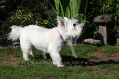 Terrier - West Highland White