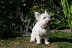 Terrier - West Highland White