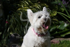 Terrier - West Highland White