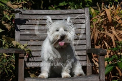 Terrier - West Highland White