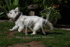 Terrier - West Highland White