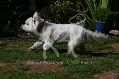Terrier - West Highland White