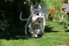 Terrier - West Highland White