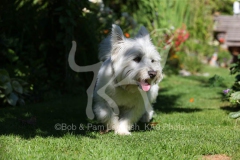 Terrier - West Highland White
