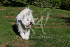Terrier - West Highland White