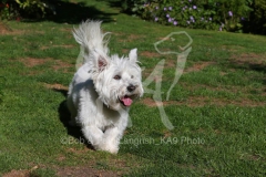 Terrier - West Highland White