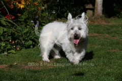 Terrier - West Highland White