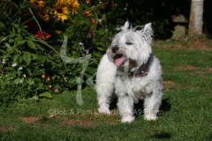 Terrier - West Highland White