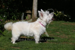 Terrier - West Highland White