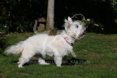 Terrier - West Highland White