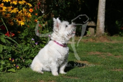 Terrier - West Highland White