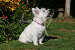 Terrier - West Highland White