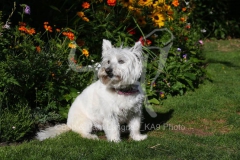 Terrier - West Highland White