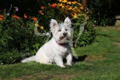 Terrier - West Highland White