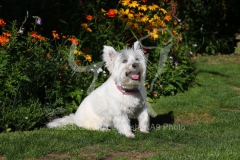 Terrier - West Highland White