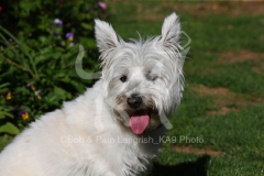 Terrier - West Highland White