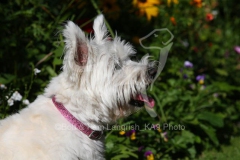 Terrier - West Highland White