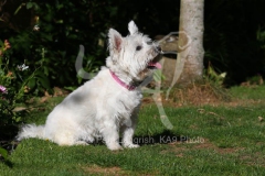 Terrier - West Highland White
