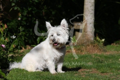 Terrier - West Highland White