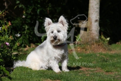 Terrier - West Highland White