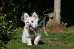 Terrier - West Highland White