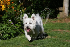 Terrier - West Highland White