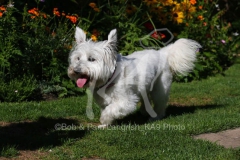 Terrier - West Highland White