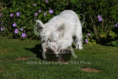 Terrier - West Highland White
