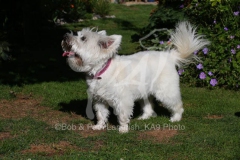 Terrier - West Highland White