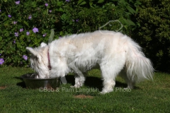 Terrier - West Highland White