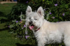 Terrier - West Highland White